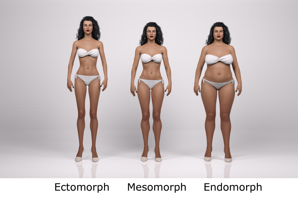 The three main body types