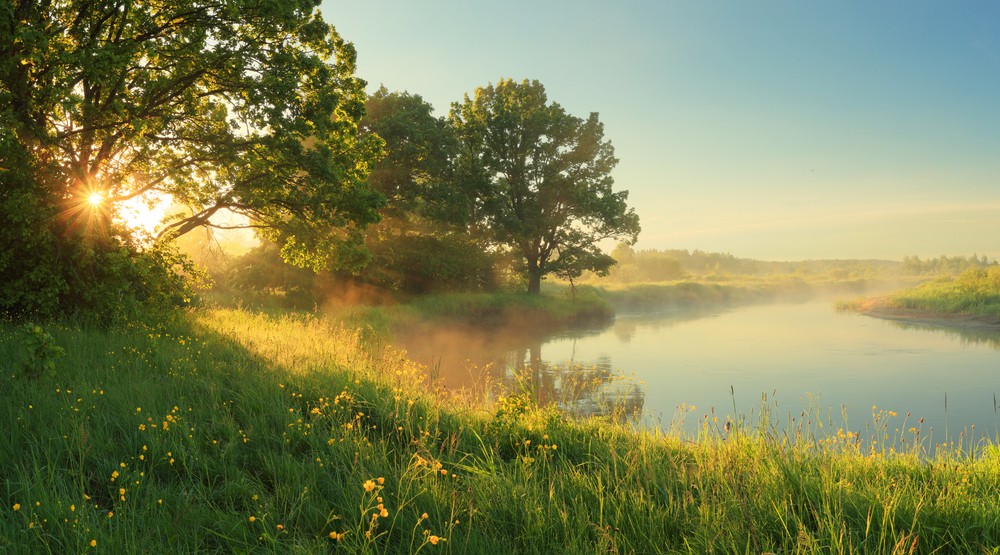 Meadow