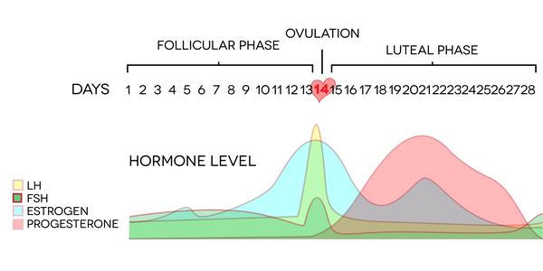 Energy Levels Through Your Menstrual Cycle