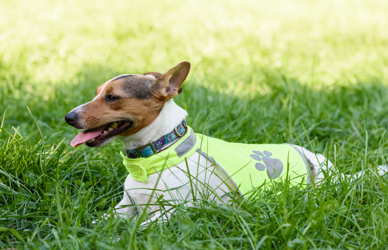 running dogs evening dark hi vis