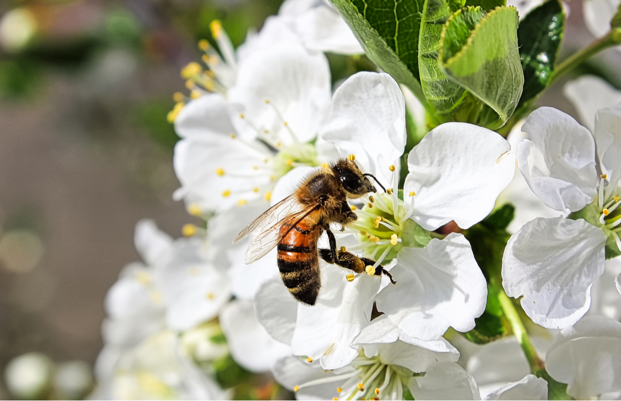 how to avoid exposure to pesticides in food