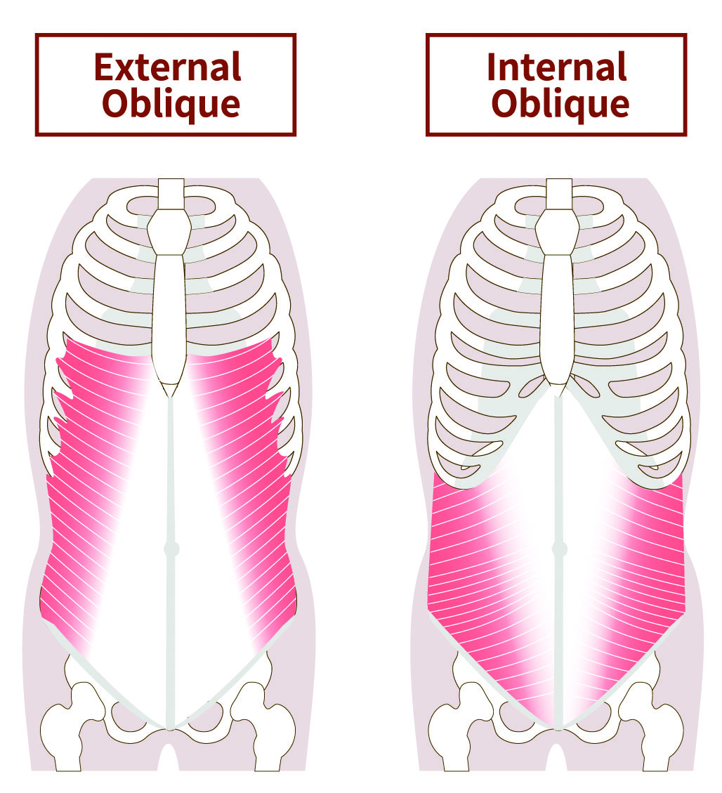 Bauch Anatomie