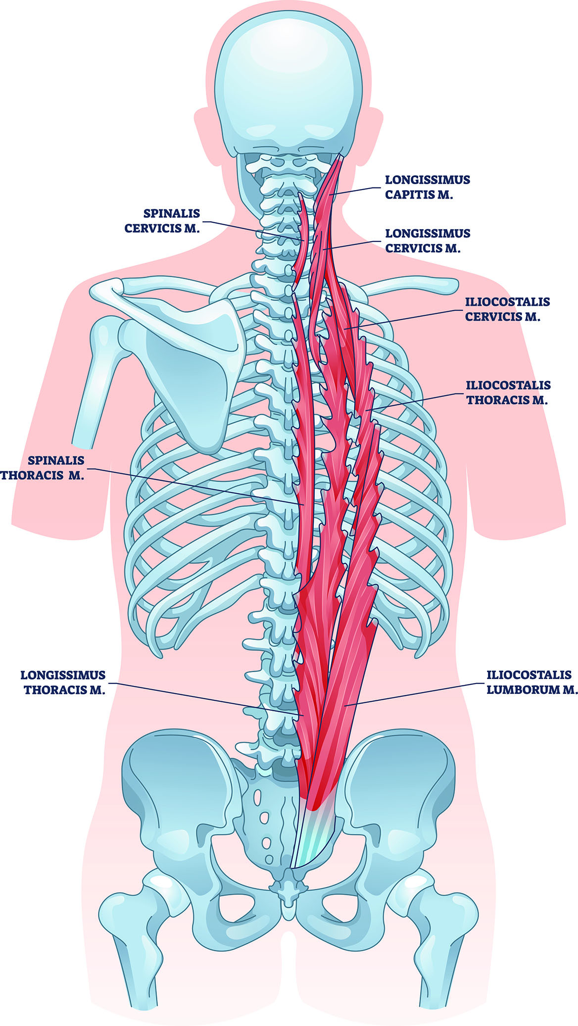 yoga back anatomy erector spinae