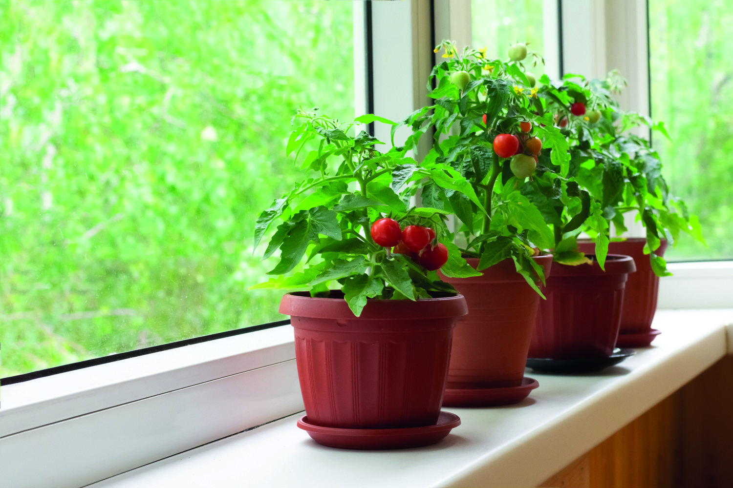 grow your own produce tomato plants