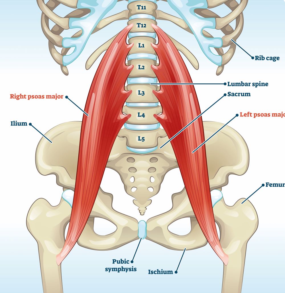 psoas muscle diagram