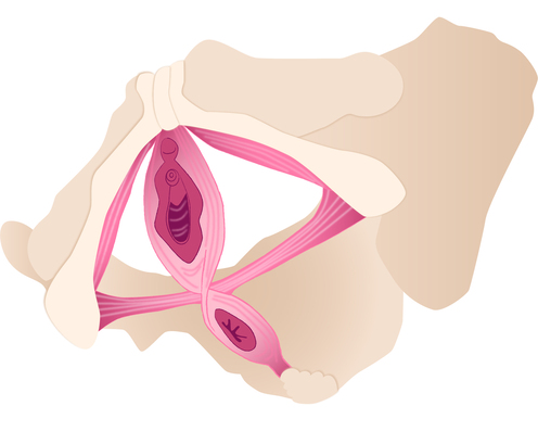 pelvic floor diagram