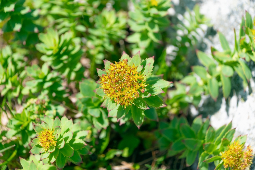 Discover the benefits of adaptogens for sports performance