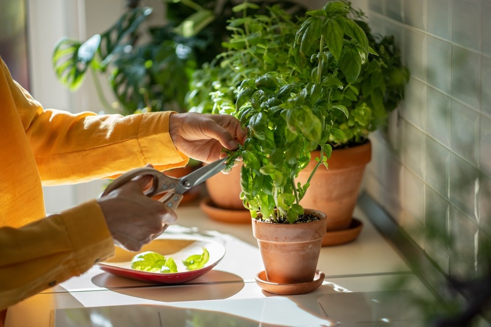 Here’s how you can turn your garden into an oasis for natural supplements