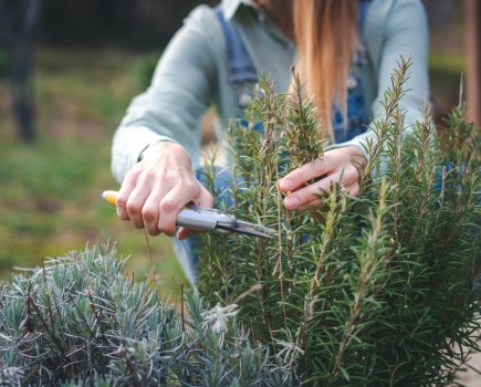Here’s how you can turn your garden into an oasis for natural supplements